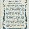 Gipsy moth & larva.