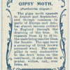 Gipsy moth & larva.