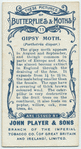 Gipsy moth & larva.