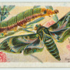 Oleander hawk-moth & larva.