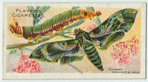 Oleander hawk-moth & larva.