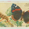 Red admiral butterfly & larva.