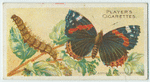 Red admiral butterfly & larva.