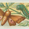 A Mexican moth & larva.