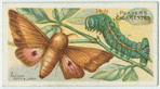 A Mexican moth & larva.