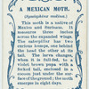 A Mexican moth & larva.
