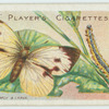 Large white butterfly & larva.