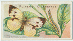 Large white butterfly & larva.