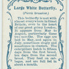 Large white butterfly & larva.