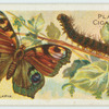 Peacock butterfly & larva.