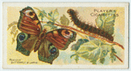 Peacock butterfly & larva.
