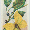 Brimstone butterfly & larva.
