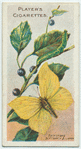 Brimstone butterfly & larva.