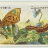 Silver-washed fritillary & larva.