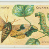 Lime hawk-moth & larva.