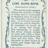 Lime hawk-moth & larva.