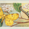 Brimstone moth & larva.