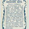 Brimstone moth & larva.