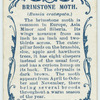 Brimstone moth & larva.