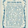 Bee hawk-moth & larva.