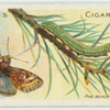 Pine beauty moth & larva.