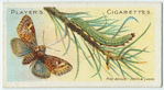 Pine beauty moth & larva.