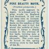 Pine beauty moth & larva.