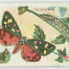 Scarlet tiger moth & larva.