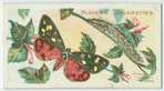 Scarlet tiger moth & larva.