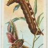 Elephant hawk-moth & larva.