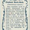 Elephant hawk-moth & larva.
