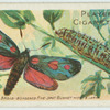 Broad-bordered five-spot burnet moth & larva.