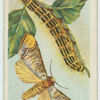 Buff-tip moth & larva.