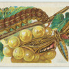 Vine hawk-moth & larva.