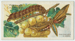 Vine hawk-moth & larva.