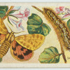 Spotted tiger moth & larva.