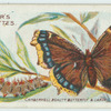Camberwell beauty butterfly & larva.