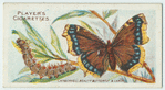 Camberwell beauty butterfly & larva.