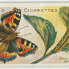 Small tortoise-shell butterfly & larva.
