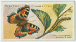 Small tortoise-shell butterfly & larva.