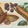 Lappet moth & larva.