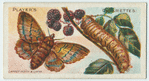 Lappet moth & larva.
