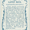 Lappet moth & larva.