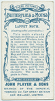 Lappet moth & larva.