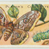 Great peacock moth & larva.