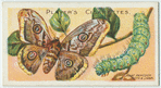 Great peacock moth & larva.