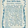 Eyed hawk-moth & larva.