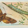Humming-bird hawk-moth & larva.