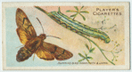 Humming-bird hawk-moth & larva.
