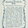 Humming-bird hawk-moth & larva.
